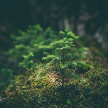 Earth Day (1)